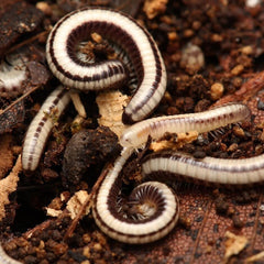 Spirobolellus Sp Maui Millipede