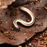 Spirobolellus Sp Maui Millipede