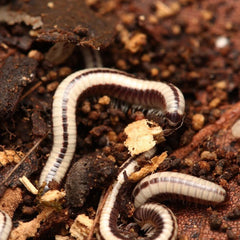 Spirobolellus Sp Maui Millipede
