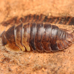 Filipinodillo Sp. “Cordova”