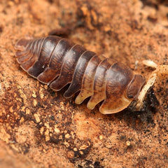 Filipinodillo Sp. “Cordova”