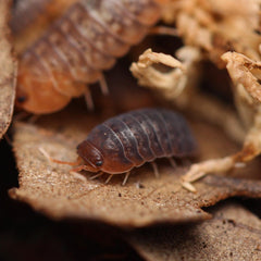 Sinodillo “Vietnam”