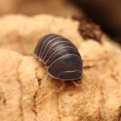 Spherillo sp. “Red Antennae”