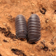 Spherillo sp. “Red Antennae”