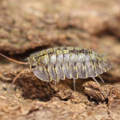 Troglodillo sp. Green Spot