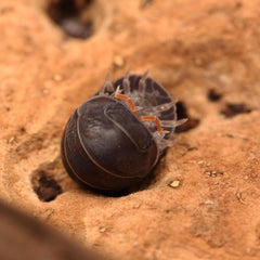 Spherillo sp. “Red Antennae”