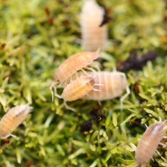 Porcellionides pruinosus “Butter Pecan”