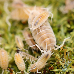 Porcellionides pruinosus “Butter Pecan”