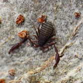 Cheliferidae sp. “Everglades”