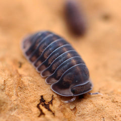 Cubaris sp. “Happy Nun”