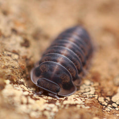 Cubaris sp. “Happy Nun”