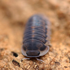 Cubaris sp. “Happy Nun”