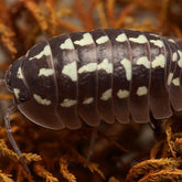 Armadillidium Gestroi “Zingers”