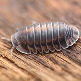 Cubaris sp. “Happy Nun”