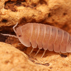 Cubaris Sp “Sakura"