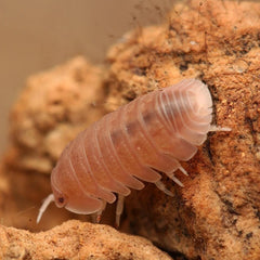 Cubaris Sp “Sakura"