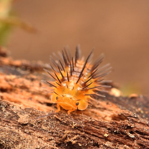 Tropical Isopods