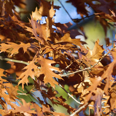 Black Oak Leaves
