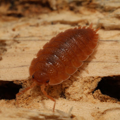 Porcellio scaber "Spanish Orange"