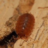 Porcellio scaber "Spanish Orange"