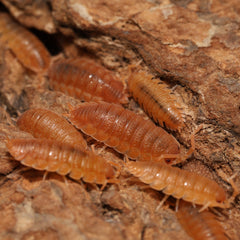 Small brown insects on a textured brown surface