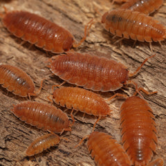 Red woodlice on a wooden surface