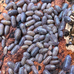 Armadillidium Granulatum 50
