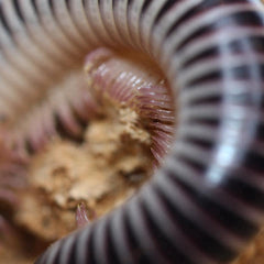 Chicobolus spinigerus - “Mixed Locality” - Ivory Millipede