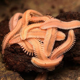 Brachycybe lecontii Millipede