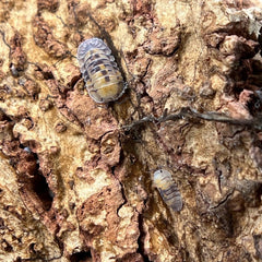 Cubaris Sp. "Opal"