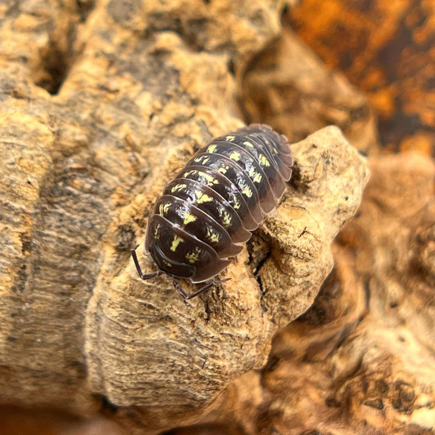 Armadillidium Depressum 10