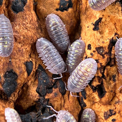 Armadillidium Granulatum 10