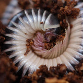 Chicobolus spinigerus - “Mixed Locality” - Ivory Millipede
