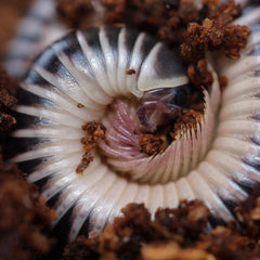 Chicobolus spinigerus - “Mixed Locality” - Ivory Millipede