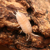 “Agnara” strzelecki