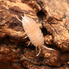 “Agnara” strzelecki