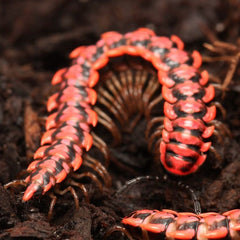 Antheromorpha uncinata Millipede