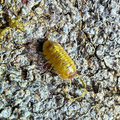 Armadillidium Vulgare T+ Albino