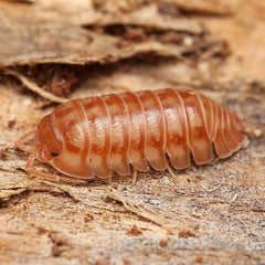 Armadillidium nasatum “Cumming”
