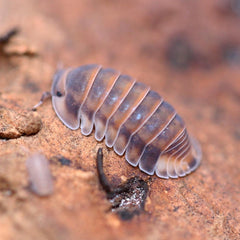 Cubaris Sp. Red Pak Chong Cubaris