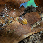 Cubaris Sp. Jupiter Cubaris