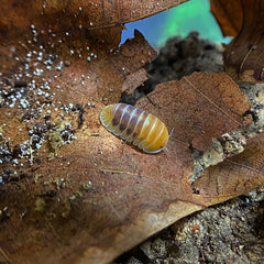 Cubaris Sp. Jupiter Cubaris