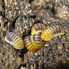 Cubaris Sp. Jupiter Cubaris