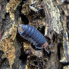 Cubaris Sp. Pak Chong Cubaris