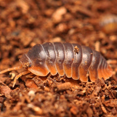 Cubaris Iriomotensis “Miyako”