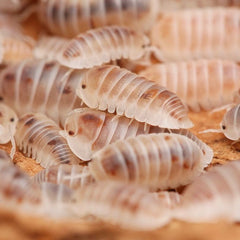 Cubaris Murina “Pearls”