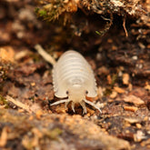 Cubaris sp “Polar Bear”