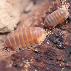 Cubaris Sp. Red Pak Chong Cubaris
