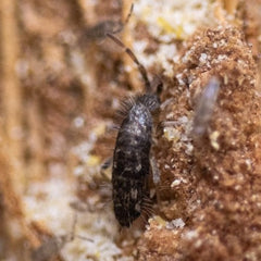 Seira Bipunctata Springtails