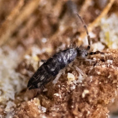 Seira Bipunctata Springtails